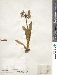 Primula parryi image