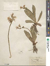 Primula parryi image