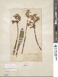 Primula parryi image