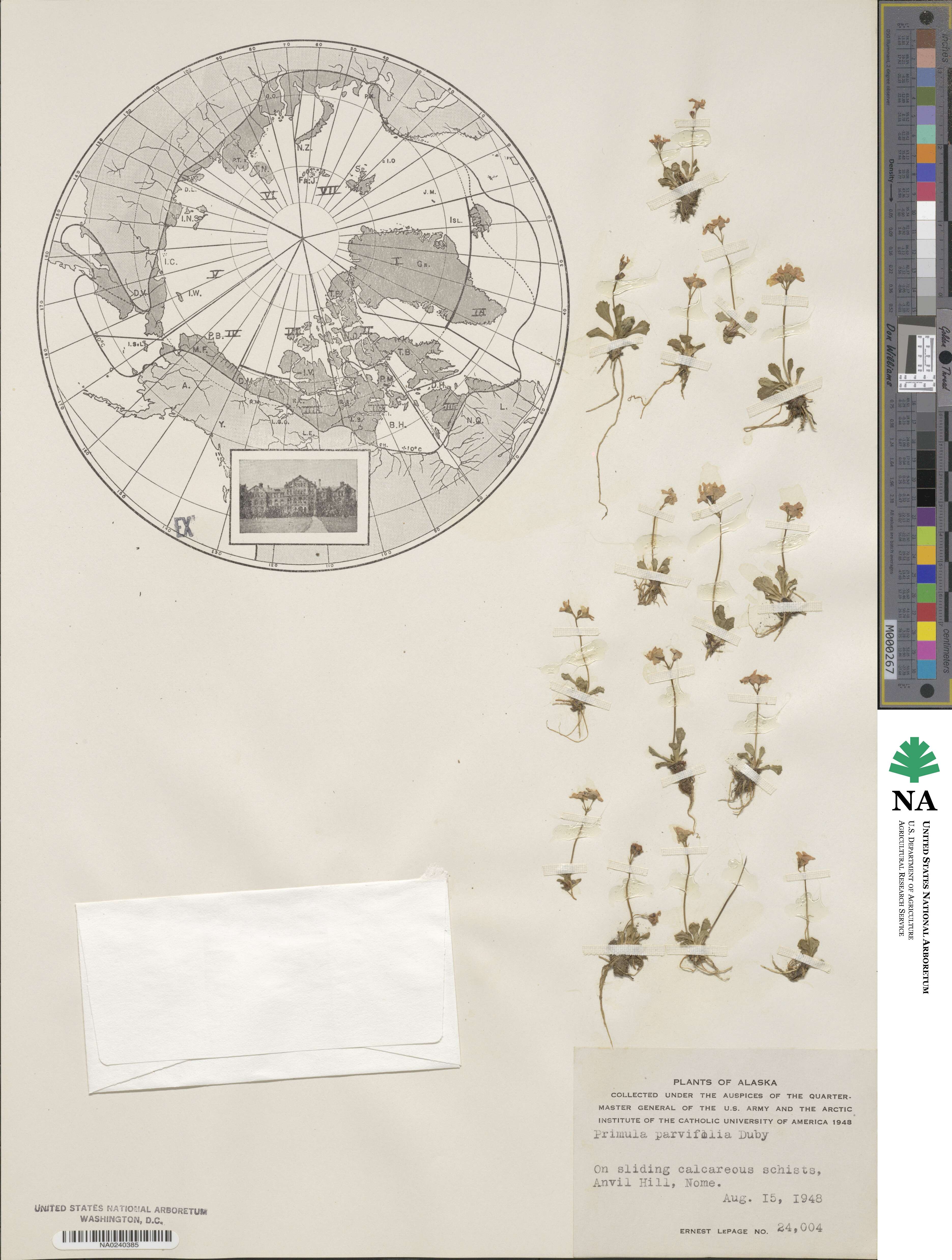 Primula farinosa subsp. farinosa image