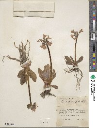 Primula tschuktschorum image