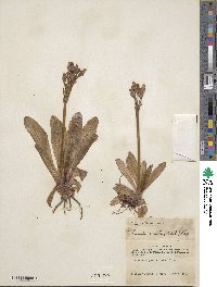 Primula tschuktschorum image