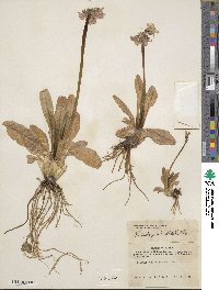 Primula tschuktschorum image