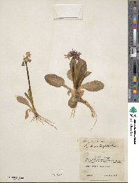 Primula tschuktschorum image