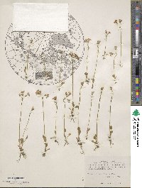 Primula nutans image