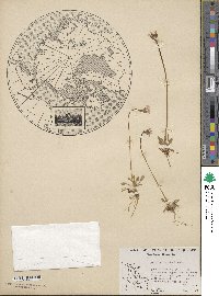 Primula stricta image