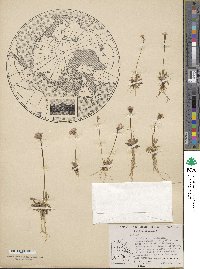 Primula stricta image