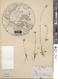 Primula stricta image