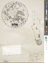 Primula stricta image