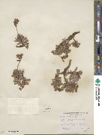 Primula suffrutescens image