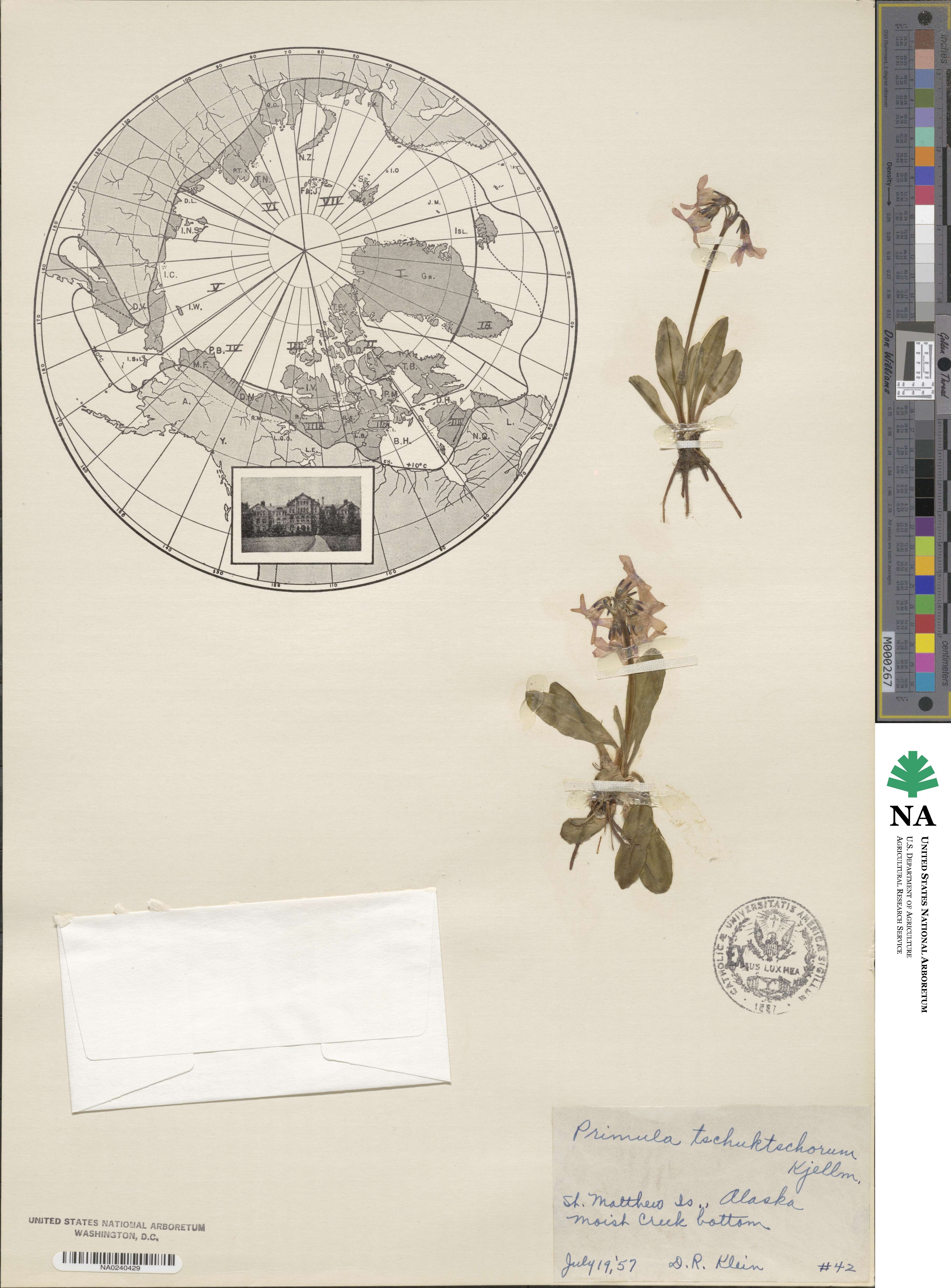 Primula tschuktschorum image