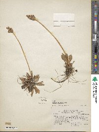 Image of Primula decipiens