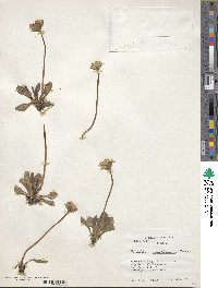 Primula magellanica image