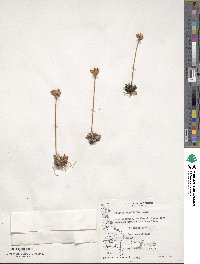 Primula magellanica image