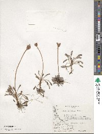 Primula magellanica image