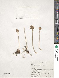 Primula magellanica image