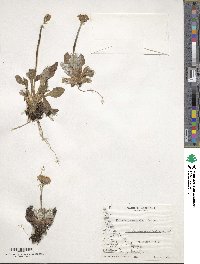 Primula magellanica image