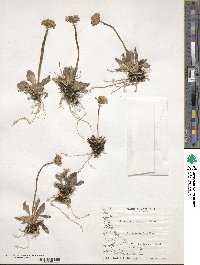 Primula magellanica image