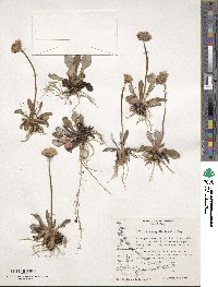 Primula magellanica image