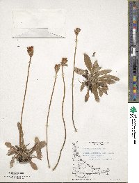 Primula magellanica image