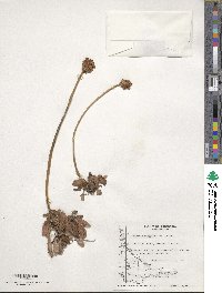 Primula magellanica image