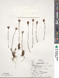 Primula magellanica image