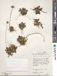 Primula magellanica image