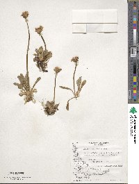 Primula magellanica image