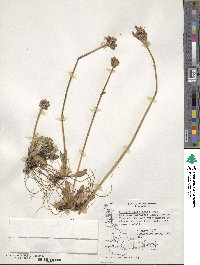 Primula magellanica image