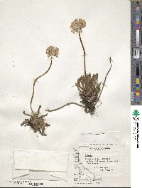 Primula magellanica image