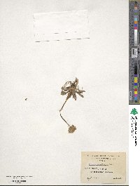 Primula magellanica image