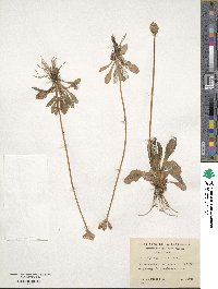 Primula magellanica image