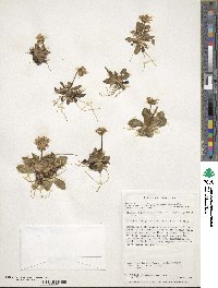 Primula magellanica image