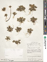 Primula magellanica image