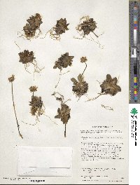 Primula magellanica image