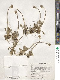 Primula magellanica image