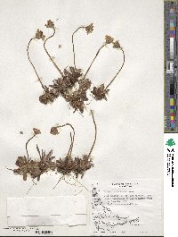 Primula magellanica image