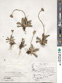 Primula magellanica image