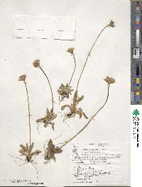 Primula magellanica image