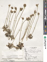 Primula magellanica image