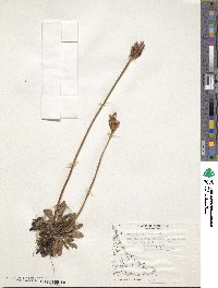 Primula magellanica image