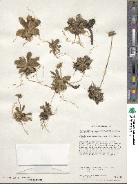 Primula magellanica image