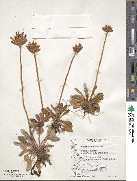 Primula magellanica image