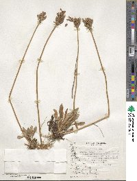 Primula magellanica image