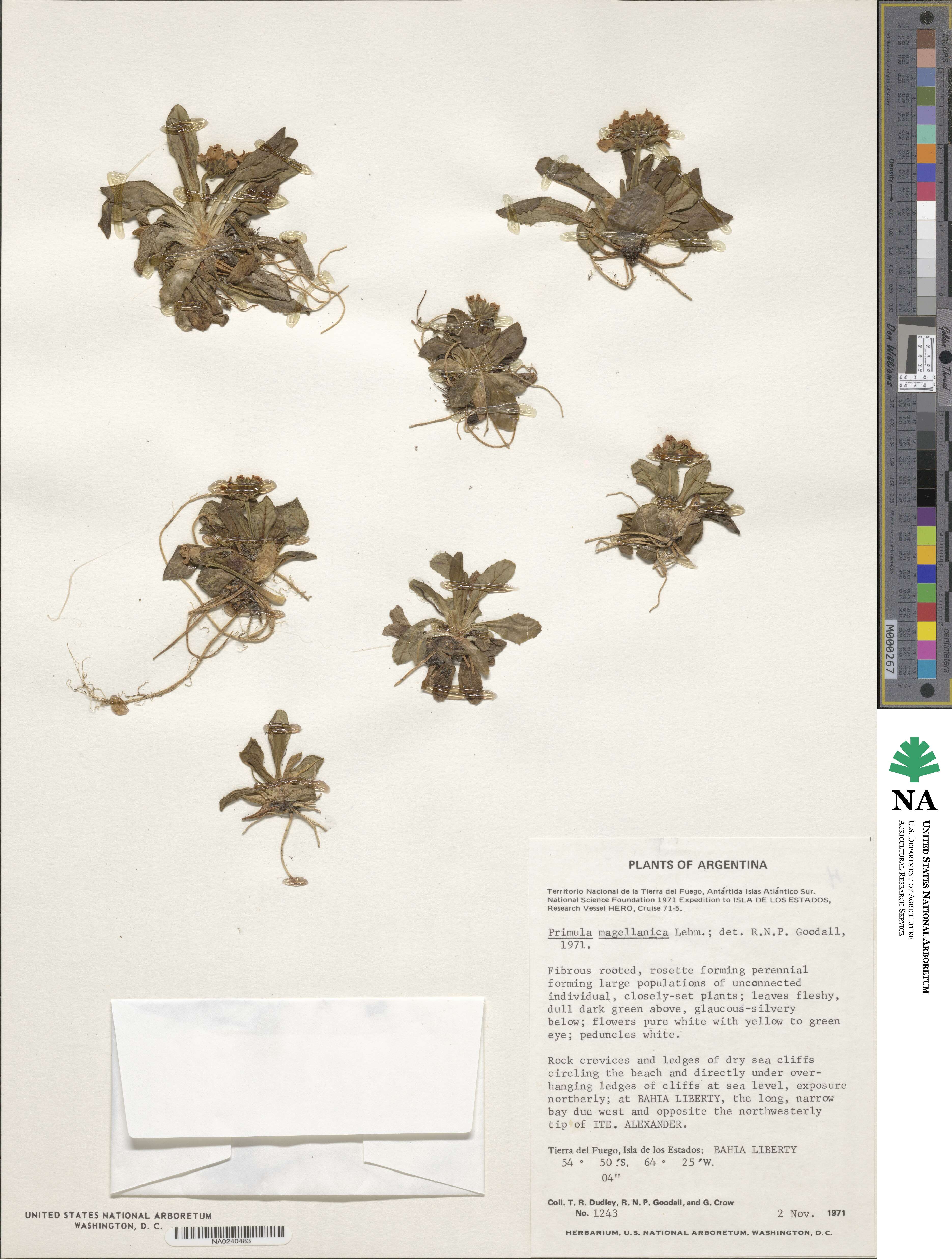 Primula magellanica image