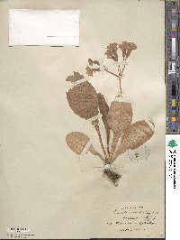 Primula vulgaris image