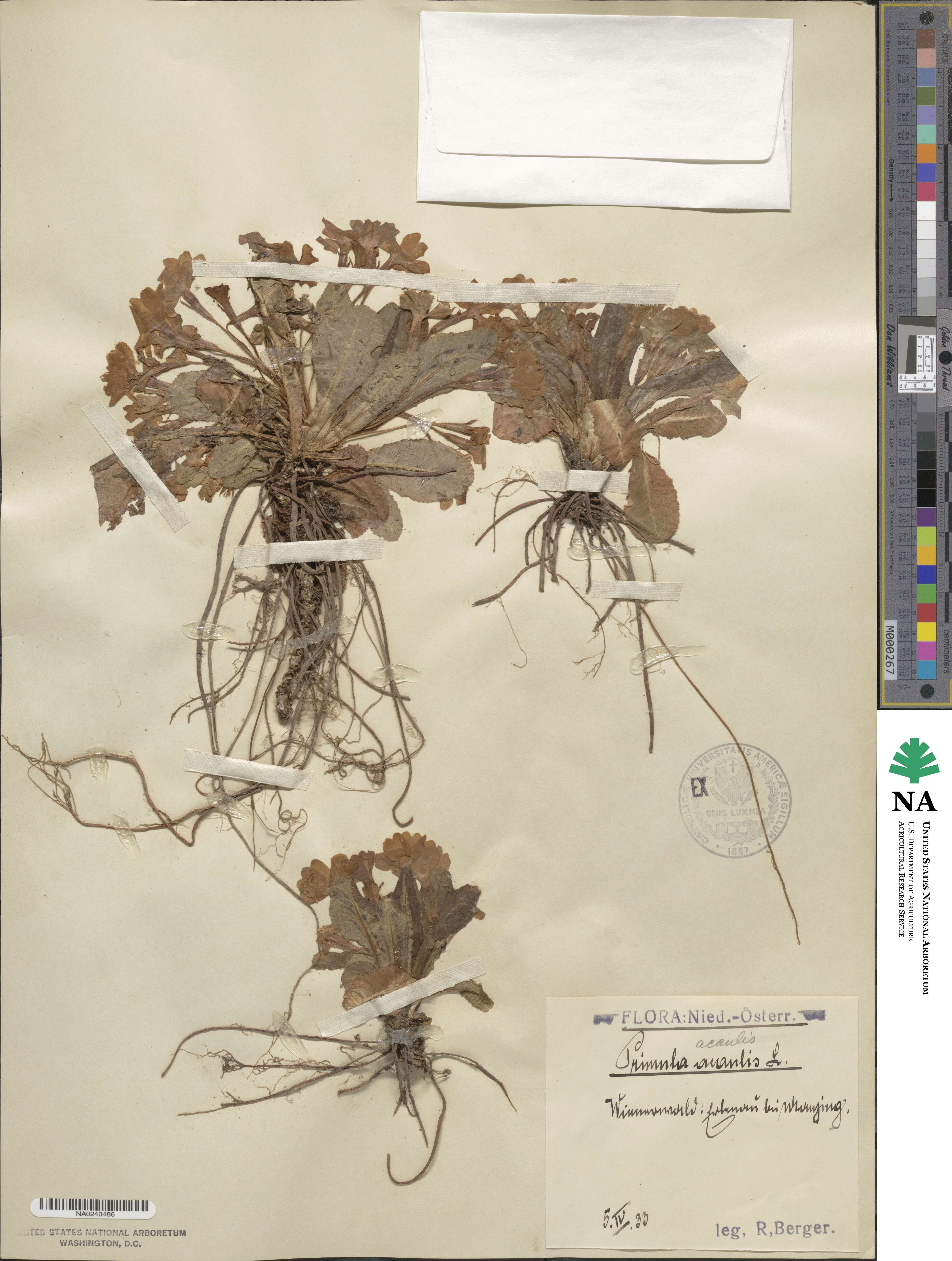 Primula vulgaris image