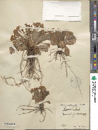 Primula vulgaris subsp. vulgaris image