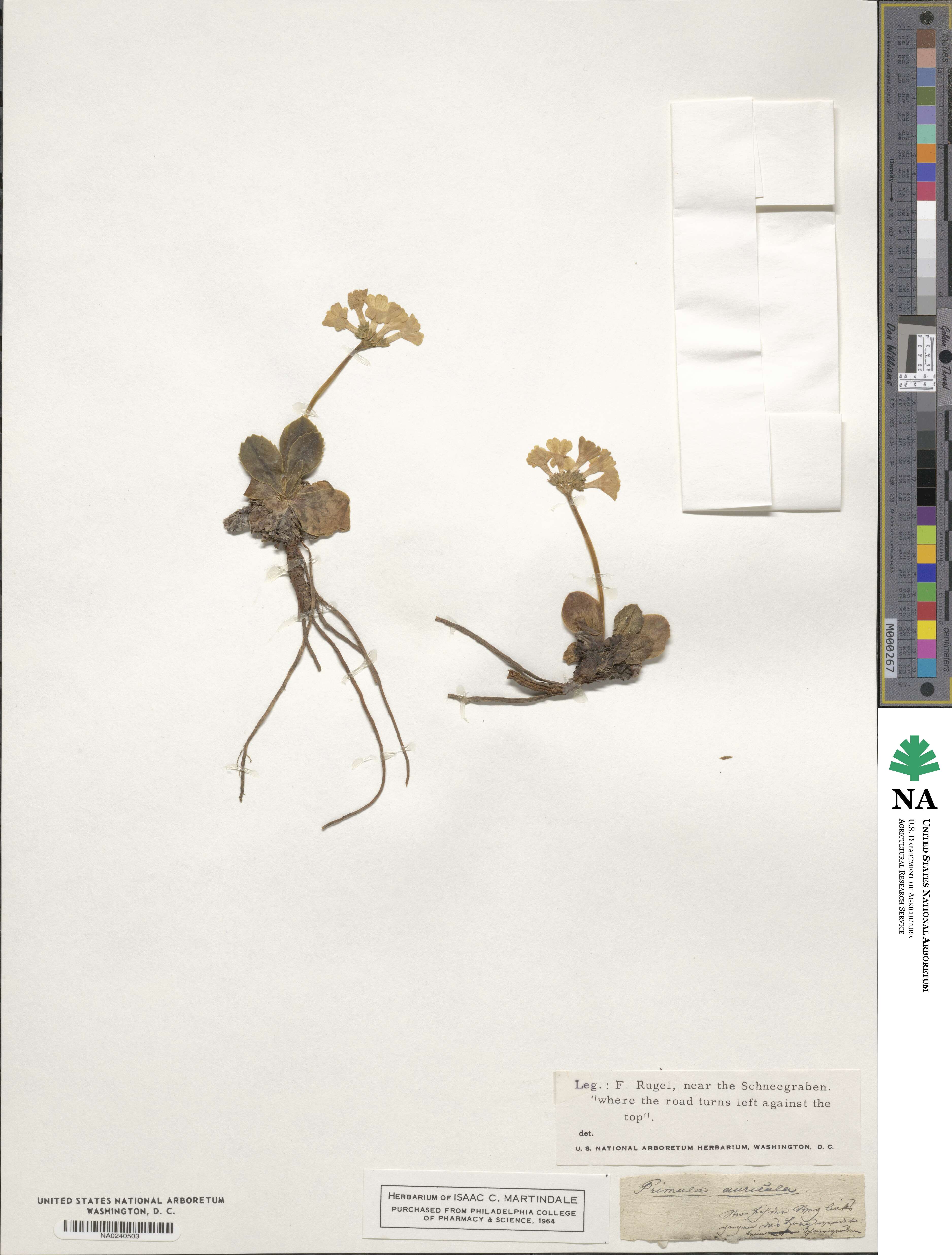 Primula auricula image