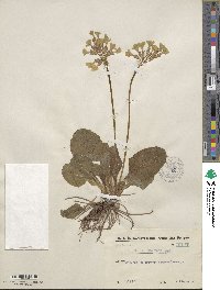 Primula elatior image